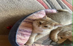 British Shorthair cats for sale: beautiful nature Golden BSH boys  - Image 3