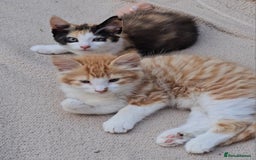 Mixed Breed cats for sale: Kittens  - Image 5