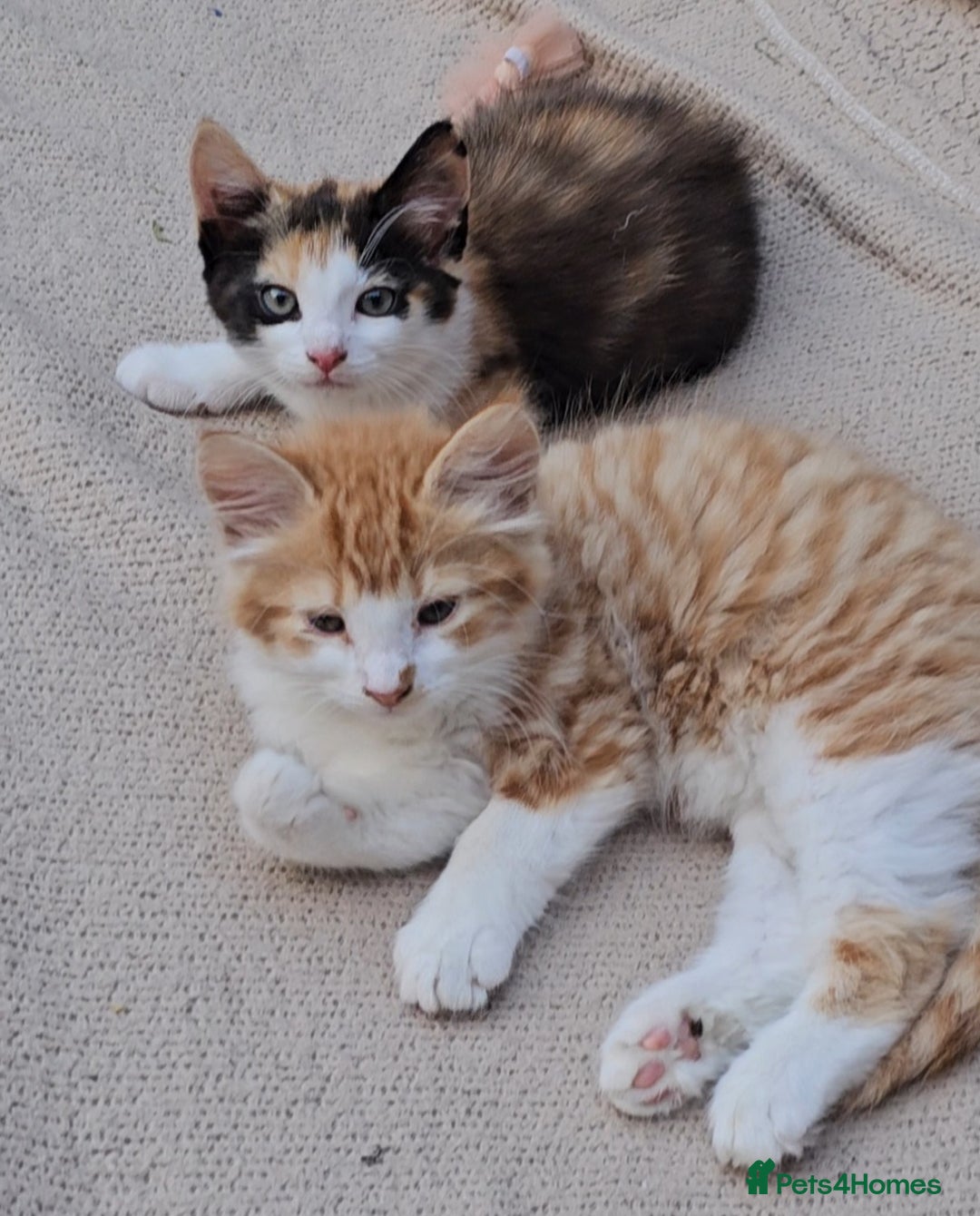 Mixed Breed cats for sale: Kittens  - Image 5