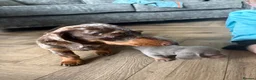 Miniature Dachshund dogs for sale: Miniature Isabella and tan boy  - Advert 9