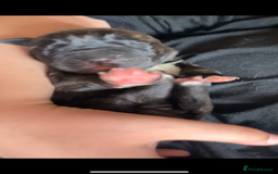 Cane Corso dogs for sale: Cane Corso first litter of puppies !! - Image 7
