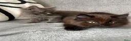 Maine Coon cats for sale: Maine Coon Kittens - Advert 6