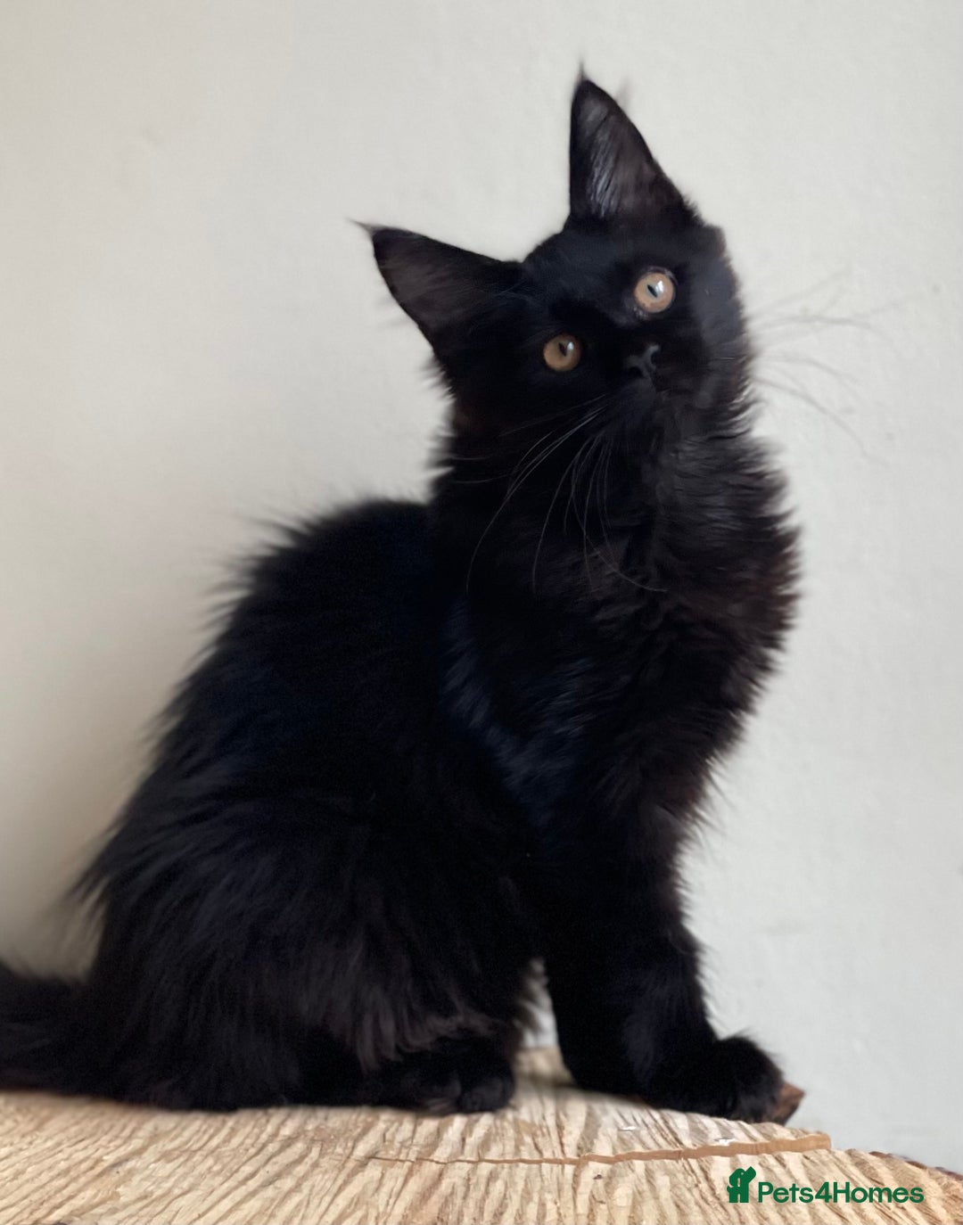 Maine Coon cats for sale: Beautiful pure bread Maine Coon kittens - Image 26