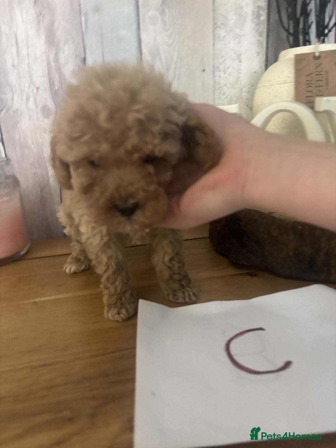 Cockapoo dogs for sale: Cockapoo Puppies looking for their forever homes - Advert 9