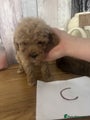 Cockapoo Puppy C