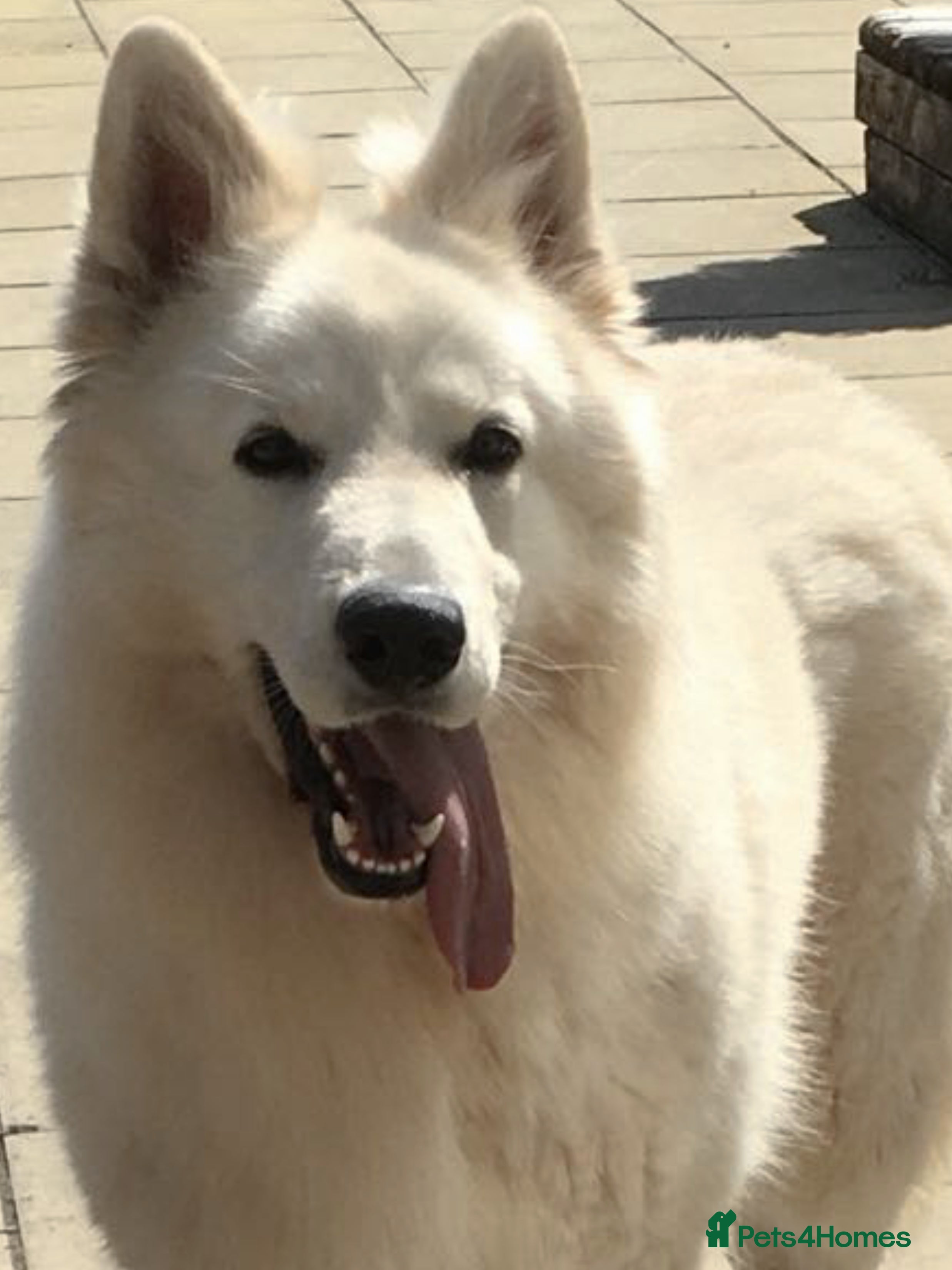 White Swiss Shepherd dogs Benny fully Health Tested White Swiss Shepherd in Wisbech - Advert 1