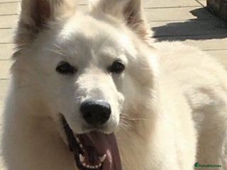 White Swiss Shepherd dogs in Wisbech - Advert 4