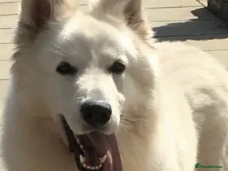 White Swiss Shepherd dogs Benny fully Health Tested White Swiss Shepherd in Wisbech - Advert 4