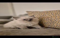 Ragdoll cats for sale: Pure Breed Ragdoll Kittens  - Advert 16