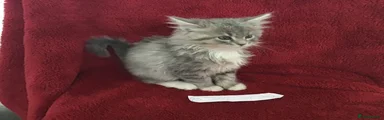 Pink collar female Louise 