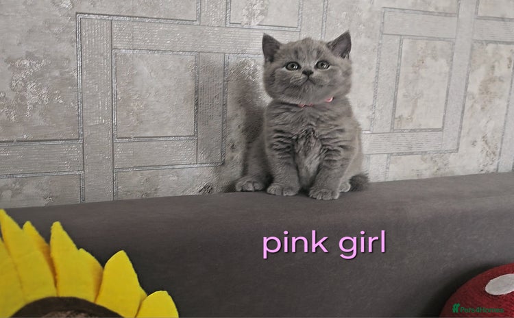 British Shorthair cats - Advert 4