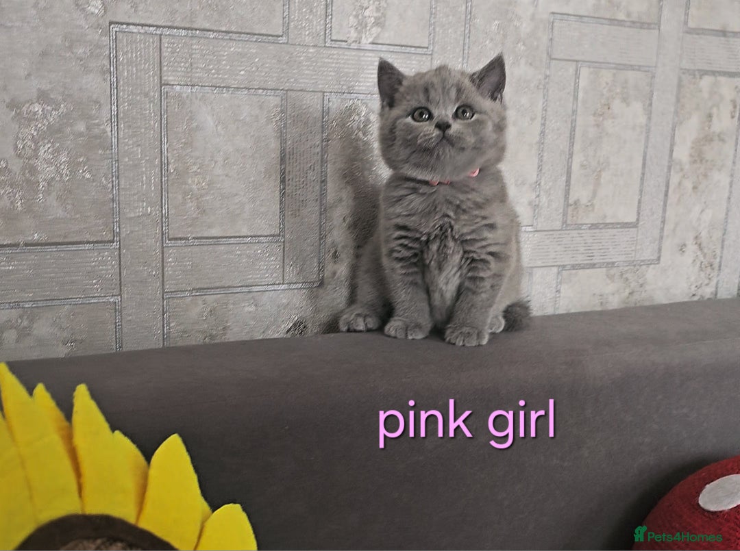 British Shorthair cats for sale: British Shorthair (last girl left) - Image 1