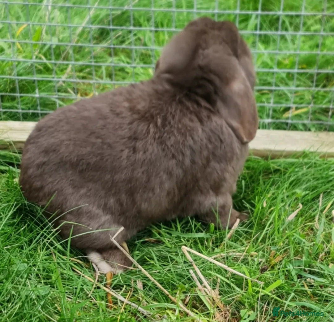 Mini Lop rabbits for sale: Chocolate Mini Lop Buck - Advert 1