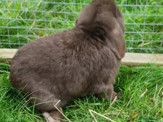 Mini Lop rabbits Chocolate Mini Lop Buck - Advert 1