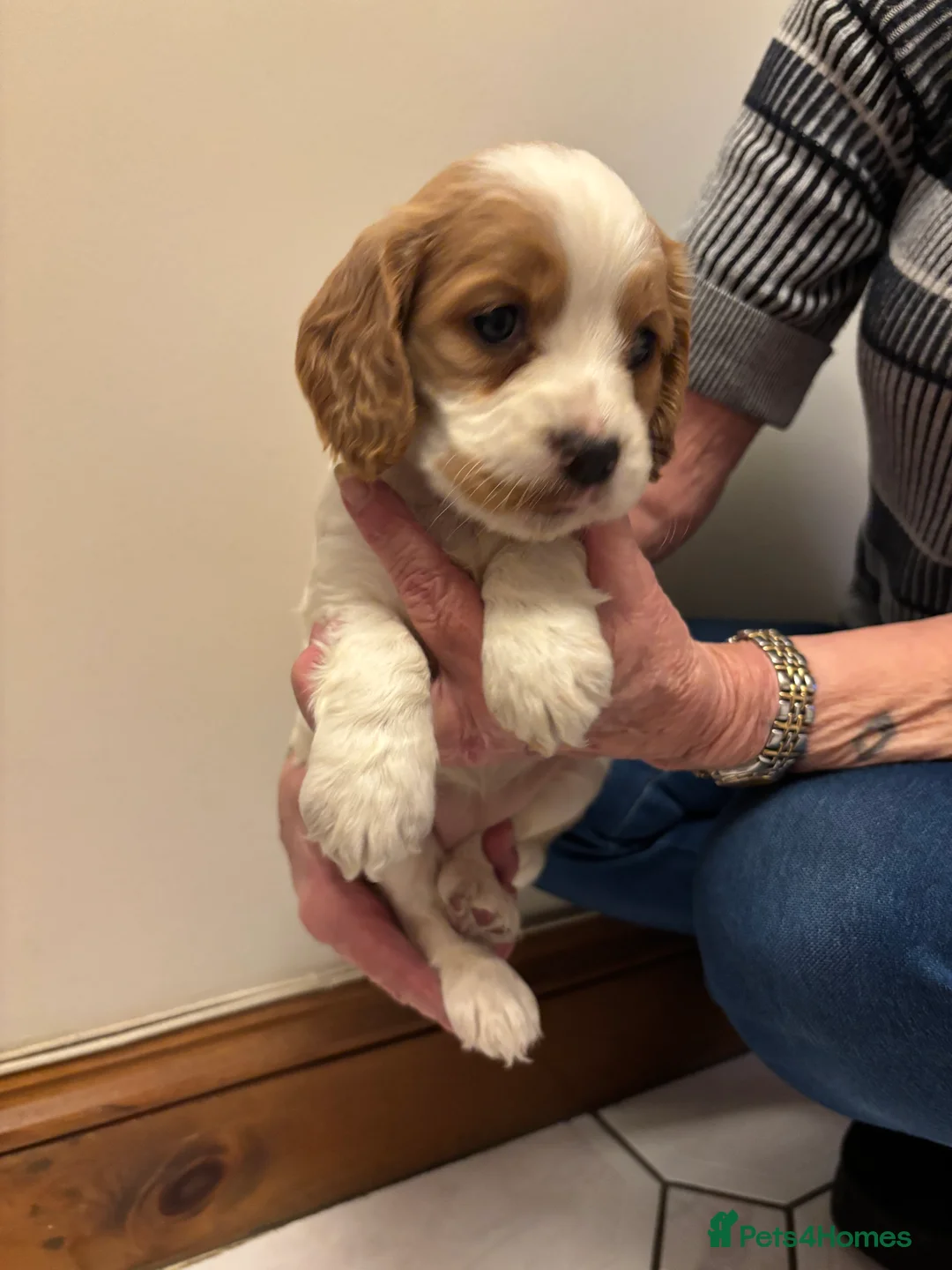 Cocker Spaniel dogs for sale: KC reg cocker spaniels  - Advert 25