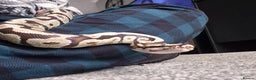 Python Snake reptiles for sale: Ball/Royal Python(Fire Spotnose Het Clown)for sale - Advert 6