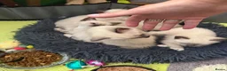 Siamese cats for sale: Siamese crosed with Ragdol - Advert 22