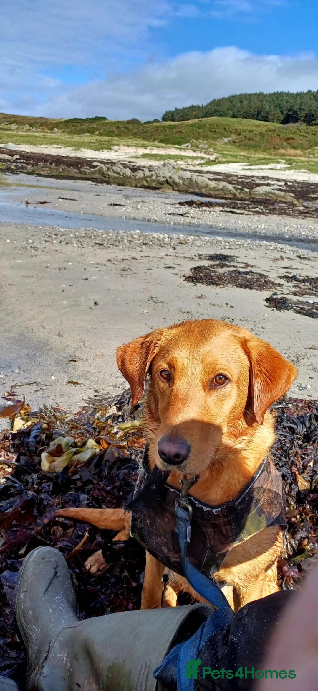 Labrador Retriever dogs for sale: Labrador Pups in Tarbert - Advert 1
