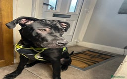 Mixed Breed dogs for sale: Female Cane Corsa Cross Presi  - Image 1