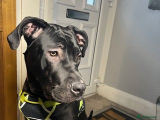 Mixed Breed dogs for sale - Advert 1