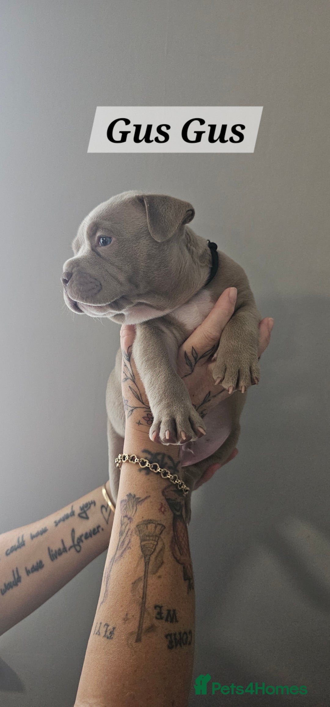 American Bully dogs for sale: BEAUTIFUL LITTER OF 8 POCKET BULLY PUPS - Image 12
