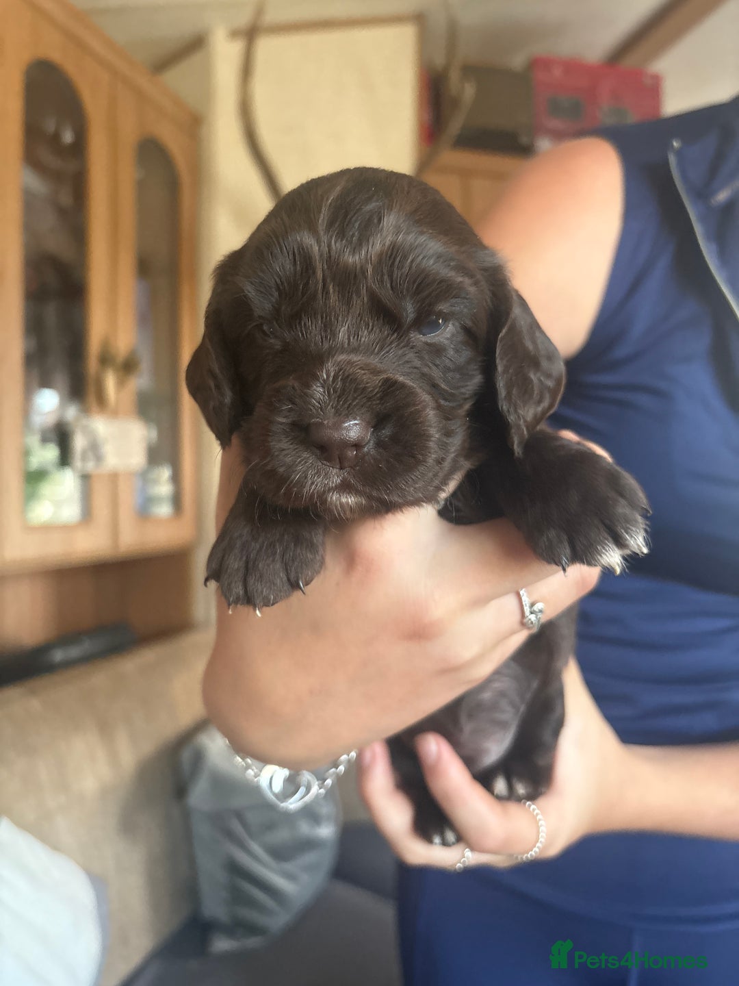 Sprocker dogs for sale: Sprocker puppies - Image 12