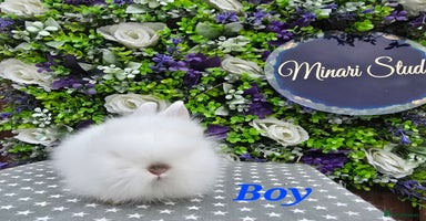 Lionhead rabbits - Advert 9