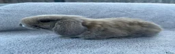 Mini Lop rabbits for sale: Mini lop bunnies  in Cannock - Advert 9