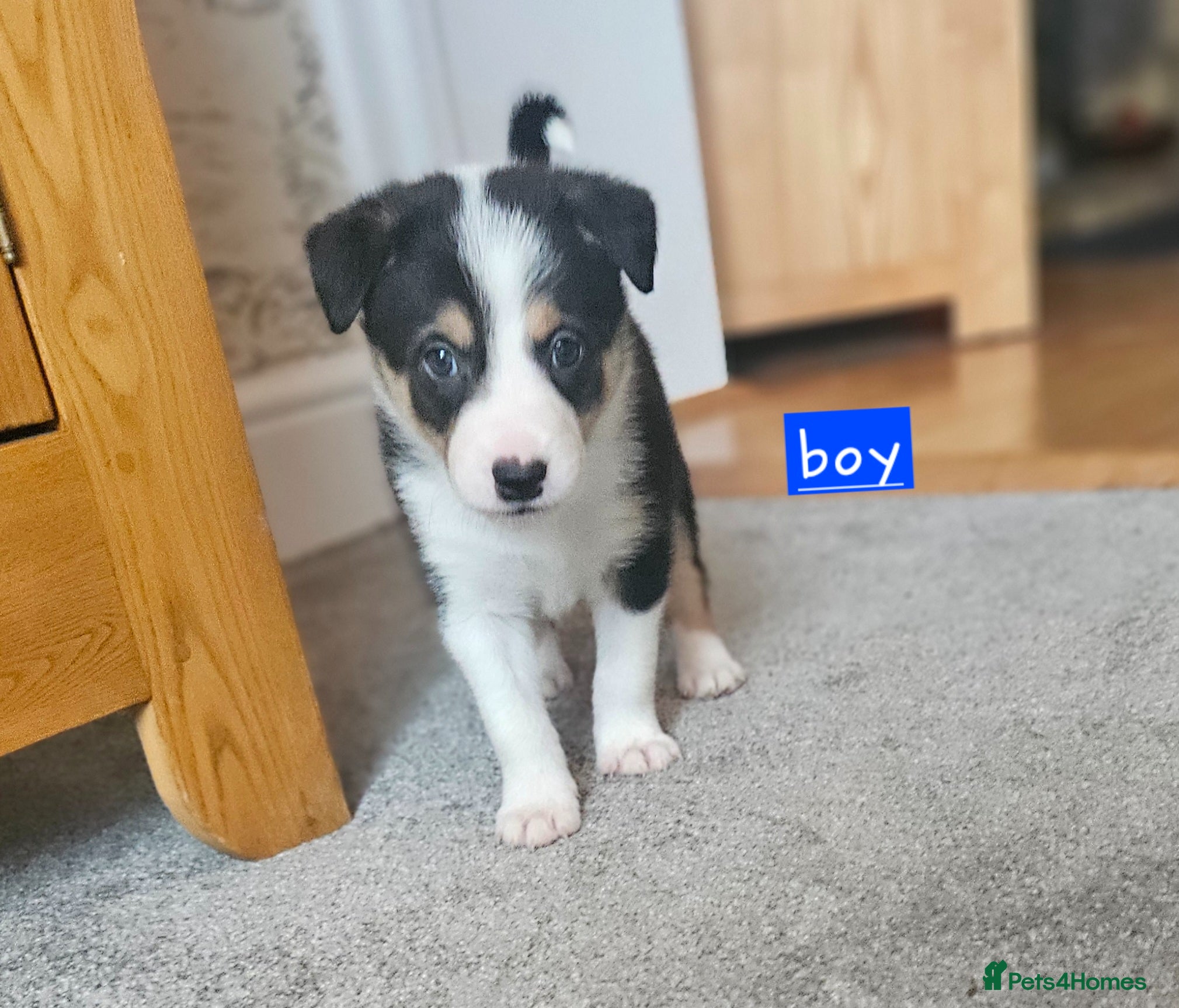 Border Collie dogs 🔥Unique tri border collie pups 🔥 - Advert 1