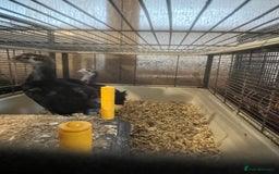 Hens poultry for sale: Black Croad Langshans for sale in Bolton  - Image 2