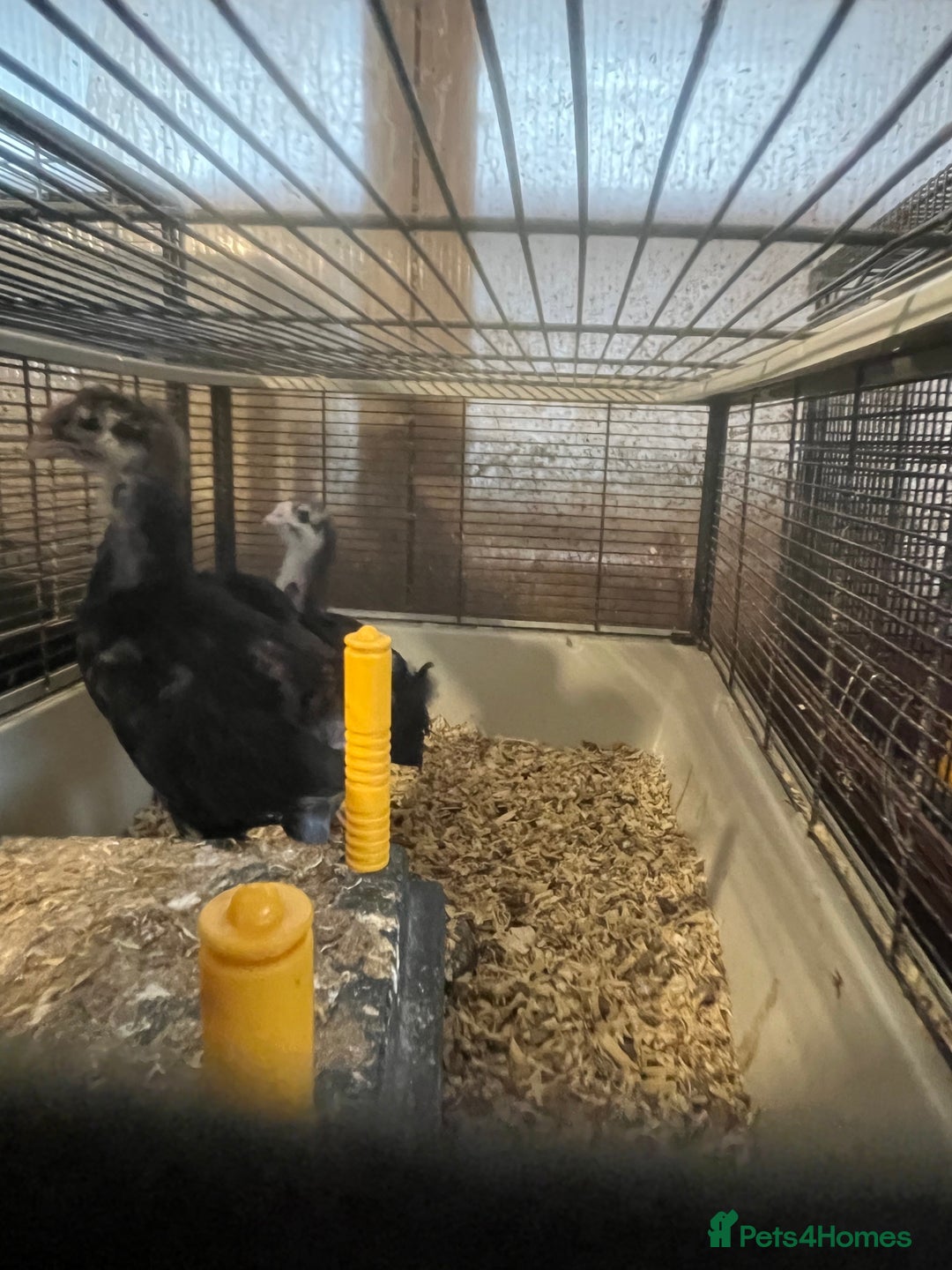 Hens poultry for sale: Black Croad Langshans for sale in Bolton  - Image 2