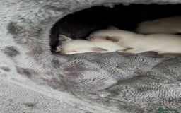 Oriental cats for sale: Full Pedigree Oriental 6 Kittens XL size ears GCCF - Image 22