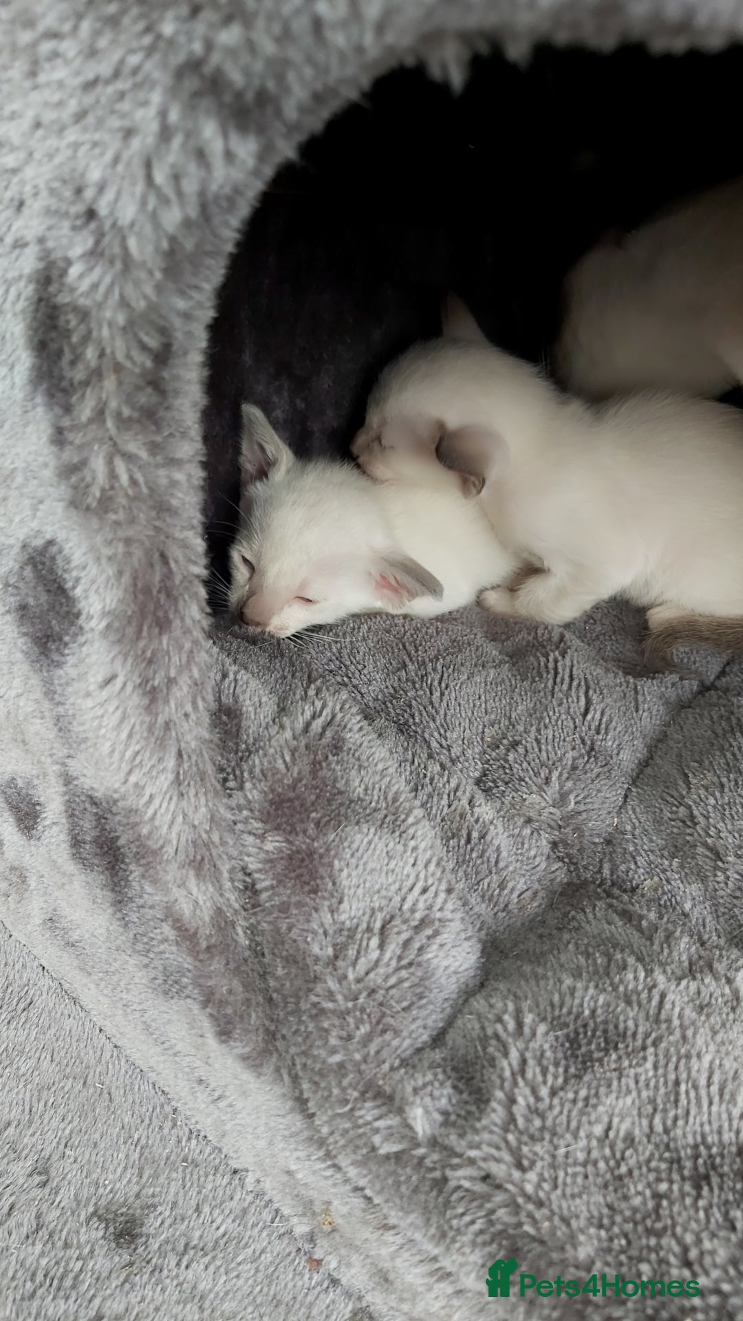 Oriental cats for sale: Full Pedigree Oriental 6 Kittens XL size ears GCCF - Image 22