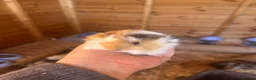 Guinea Pig rodents for sale: Male guinespigs  - Advert 8