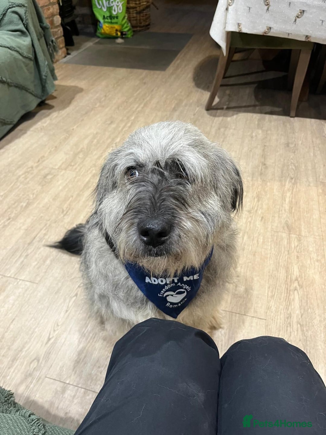 Mixed Breed dogs for adoption: Alexa 🩷 - Advert 3