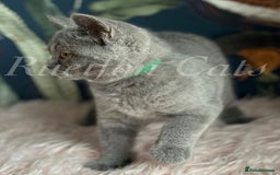 British Shorthair cats for sale: GCCF Registered British Shorthair kittens - Image 9