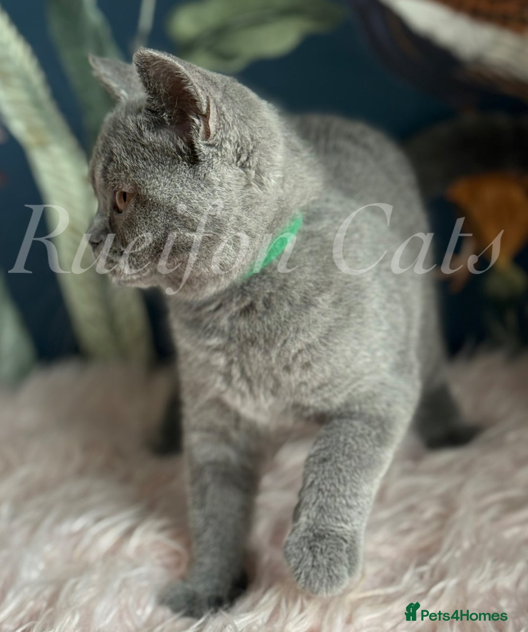British Shorthair cats for sale: GCCF Registered British Shorthair kittens - Image 9