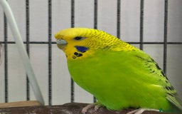 Budgerigars birds for sale: 2 Budgies and cage for sale - Image 3