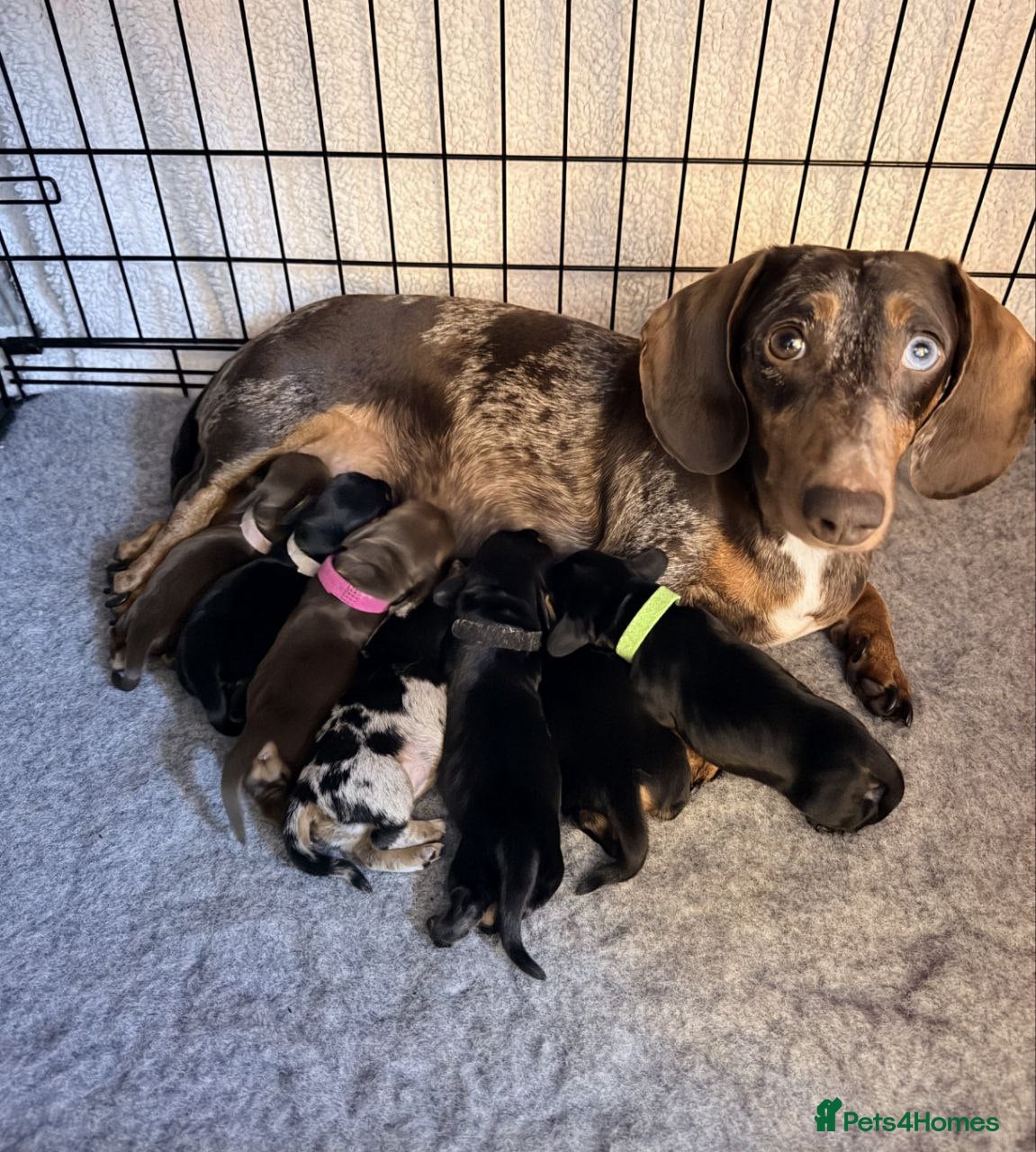 Miniature Dachshund dogs STUNNING MINIATURE DACHSHUND PUPPIES - Advert 18