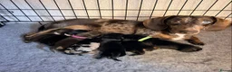 Miniature Dachshund dogs for sale: STUNNING MINIATURE DACHSHUND PUPPIES in Bushey - Advert 1