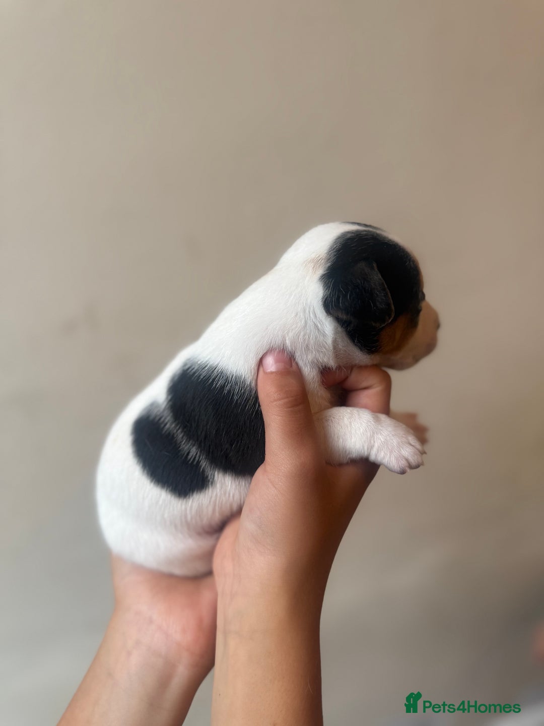 Jack Russell dogs for sale: Beautiful Jack Russell Litter - Image 17