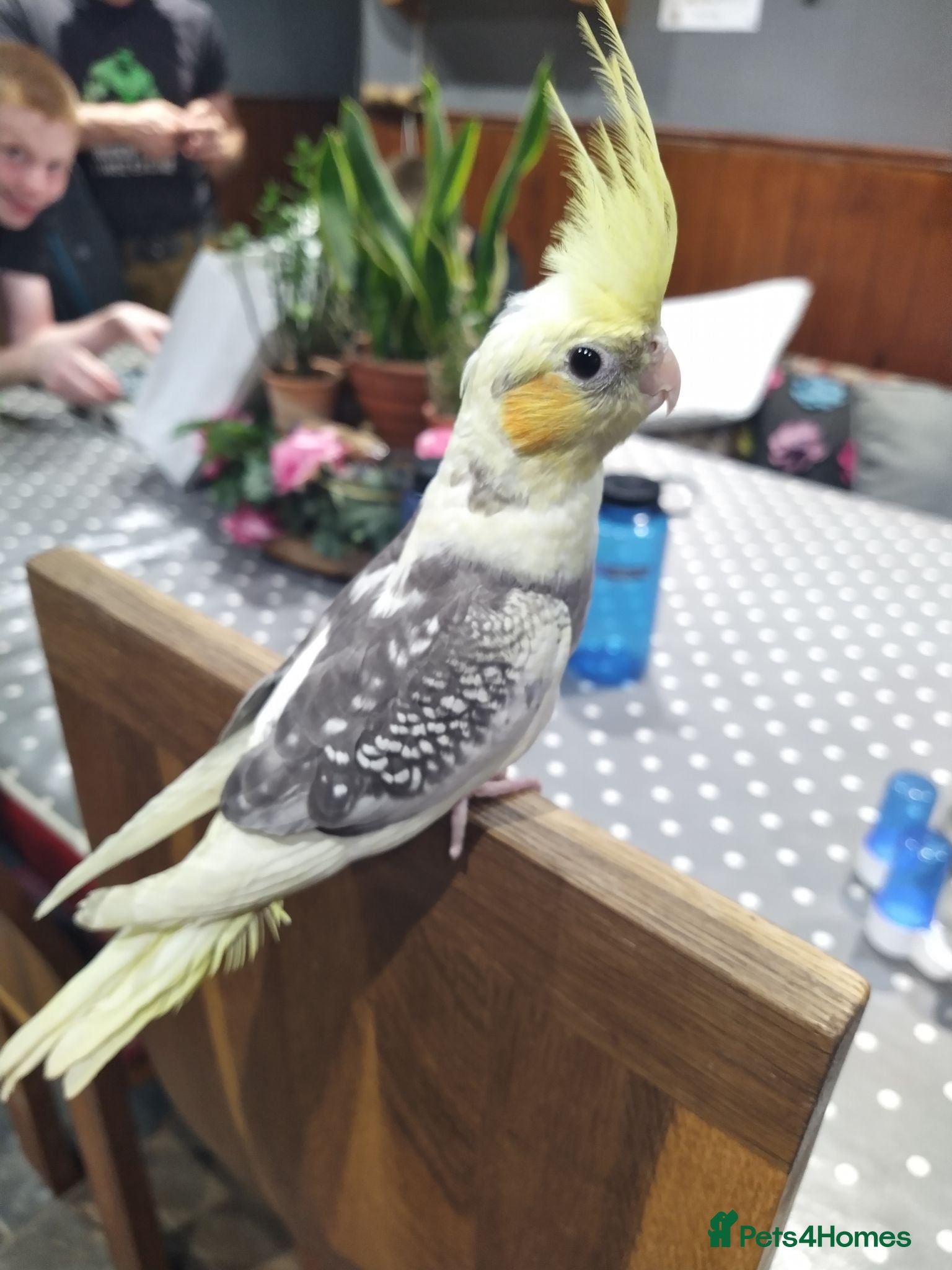 Cockatiels birds DNA sexed cockatiel hand tame and flight trained - Advert 2