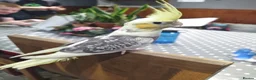 Cockatiels birds for sale: DNA sexed cockatiel hand tame and flight trained - Advert 2