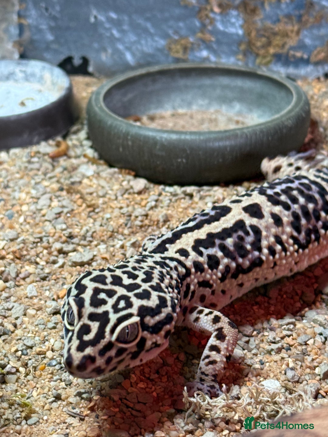 Leopard Gecko reptiles for sale: Leopard Gecko  - Advert 2