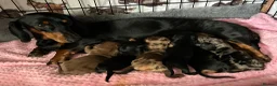 Dachshund dogs for sale: Beautiful litter of standard Dachshund  - Advert 3