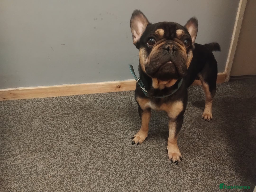 French Bulldog dogs for sale: Male French Bulldog  - Image 2