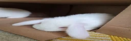 French Lop rabbits for sale: Beautiful baby French Lop bucks in Stone - Advert 4