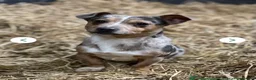 Jack Russell dogs for sale: Beautiful litter of Jack Russell Puppies - Advert 3