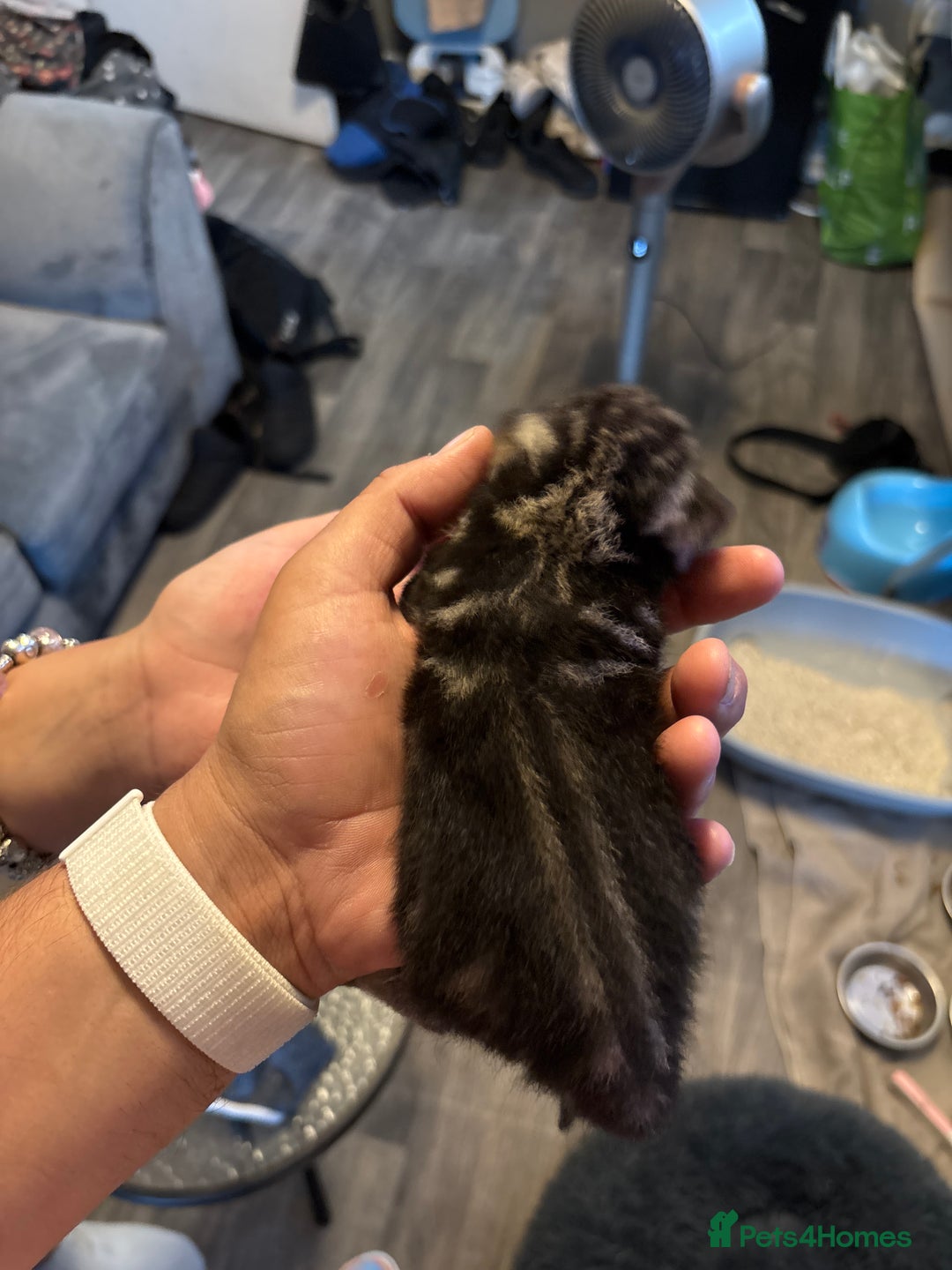 Bengal cats for sale: Bengal X  - Image 17