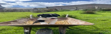 Welsh Collie Puppy 2